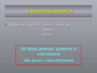 vascularização arterial Sistema arterial: frênica inferior aorta  renal As faces anterior, posterior e inferolateral são pouco vascularizadas 