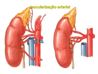 vascularização arterial 
