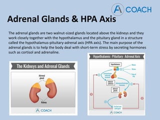 Adrenal Glands & HPA Axis
The adrenal glands are two walnut-sized glands located above the kidneys and they
work closely together with the hypothalamus and the pituitary gland in a structure
called the hypothalamus-pituitary-adrenal axis (HPA axis). The main purpose of the
adrenal glands is to help the body deal with short-term stress by secreting hormones
such as cortisol and adrenaline.
 