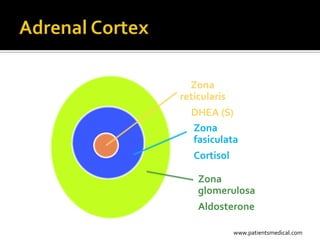 Zona
reticularis
  DHEA (S)
   Zona
   fasiculata
   Cortisol

    Zona
    glomerulosa
    Aldosterone

           www.patientsmedical.com
 