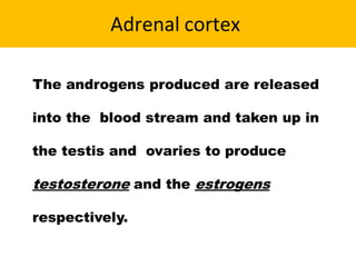 Adrenal cortex
The androgens produced are released
into the blood stream and taken up in
the testis and ovaries to produce
testosterone and the estrogens
respectively.
 