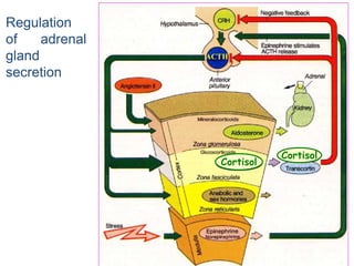 Regulation
of adrenal
gland
secretion
ACTH
Cortisol
Cortisol
 