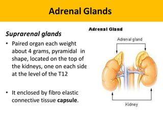 Adrenal Glands
Suprarenal glands
• Paired organ each weight
about 4 grams, pyramidal in
shape, located on the top of
the kidneys, one on each side
at the level of the T12
• It enclosed by fibro elastic
connective tissue capsule.
 