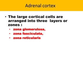 Adrenal cortex
• The large cortical cells are
arranged into three layers or
zones :
• zona glomerulosa,
• zona fasciculata,
• zona reticularis
 