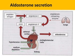 Aldosterone secretion
 