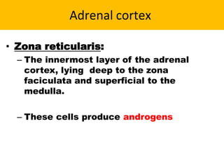 Adrenal cortex
• Zona reticularis:
– The innermost layer of the adrenal
cortex, lying deep to the zona
faciculata and superficial to the
medulla.
– These cells produce androgens
 