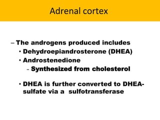 Adrenal cortex
– The androgens produced includes
• Dehydroepiandrosterone (DHEA)
• Androstenedione
– Synthesized from cholesterol
• DHEA is further converted to DHEA-
sulfate via a sulfotransferase
 