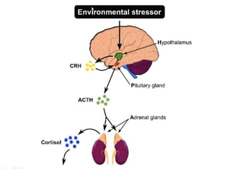 Adrenal Function Tests DETAILS OF ADRENAL FUNCTION TESTS AND CLINICAL ...