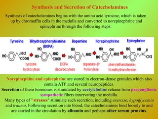 Synthesis and Secretion of Catecholamines
Synthesis of catecholamines begins with the amino acid tyrosine, which is taken
up by chromaffin cells in the medulla and converted to norepinephrine and
epinephrine through the following steps:
Norepinephine and epinephrine are stored in electron-dense granules which also
contain ATP and several neuropeptides.
Secretion of these hormones is stimulated by acetylcholine release from preganglionic
sympathetic fibers innervating the medulla.
Many types of "stresses" stimulate such secretion, including exercise, hypoglycemia
and trauma. Following secretion into blood, the catecholamines bind loosely to and
are carried in the circulation by albumin and perhaps other serum proteins.
 