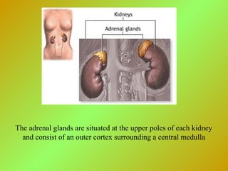The adrenal glands are situated at the upper poles of each kidney
and consist of an outer cortex surrounding a central medulla
 