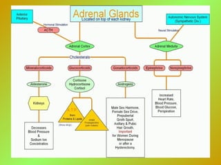 Adrenalgland