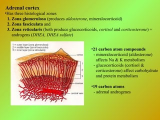 Adrenal cortex
•Has three histological zones
1. Zona glomerulosa (produces aldosterone, mineralocorticoid)
2. Zona fasciculata and
3. Zona reticularis (both produce glucocorticoids, cortisol and corticosterone) +
androgens (DHEA, DHEA sulfate)
•21 carbon atom compounds
- mineralocorticoid (aldosterone)
affects Na & K metabolism
- glucocorticoids (cortisol &
corticosterone) affect carbohydrate
and protein metabolism
•19 carbon atoms
- adrenal androgenes
 