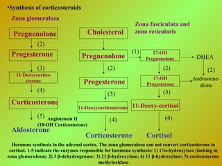 •Synthesis of corticosteroids
Zona glomeruloza
Pregnenolone
Progesterone
11-Deoxycortico
sterone
Corticosterone
Aldosterone
Angiotensin II
(18-OH Corticosterone)
(2)
(3)
(4)
(5)
Cholesterol
Pregnenolone
Progesterone
11-Deoxycorticosterone
Corticosterone
17-OH
Pregnenolone DHEA
Androstene-
dione
(2)
(1)
17-OH
Progesterone
(2)
11-Deoxy-cortisol
Cortisol
(3)
(4)
(2)
(3)
(4)
Zona fasciculata and
zona reticularis
Hormone synthesis in the adrenal cortex. The zona glomerulosa can not convert corticosterone to
cortisol. 1-5 indicate the enzymes responsible for hormone synthesis: 1) 17α-hydroxylase (lacking in
zona glomerulosa); 2) 3 β-dehydrogenase; 3) 21 β-hydroxylase; 4) 11 β-hydroxylase; 5) corticosterone
methyloxidase
 