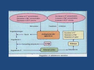 Adrenal gland | PPTX