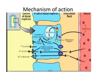 Mechanism of action
 