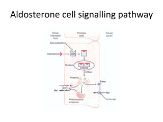 Aldosterone cell signalling pathway
 