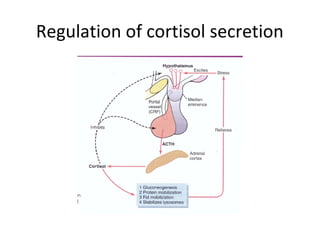 Regulation of cortisol secretion
 