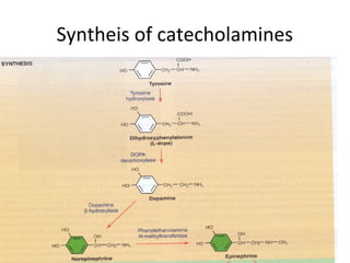 Syntheis of catecholamines
 