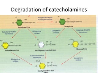 Degradation of catecholamines
 