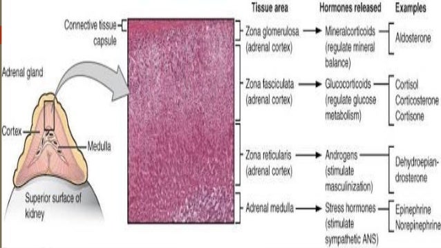 adrenal glands hormones adrenal glands hormones