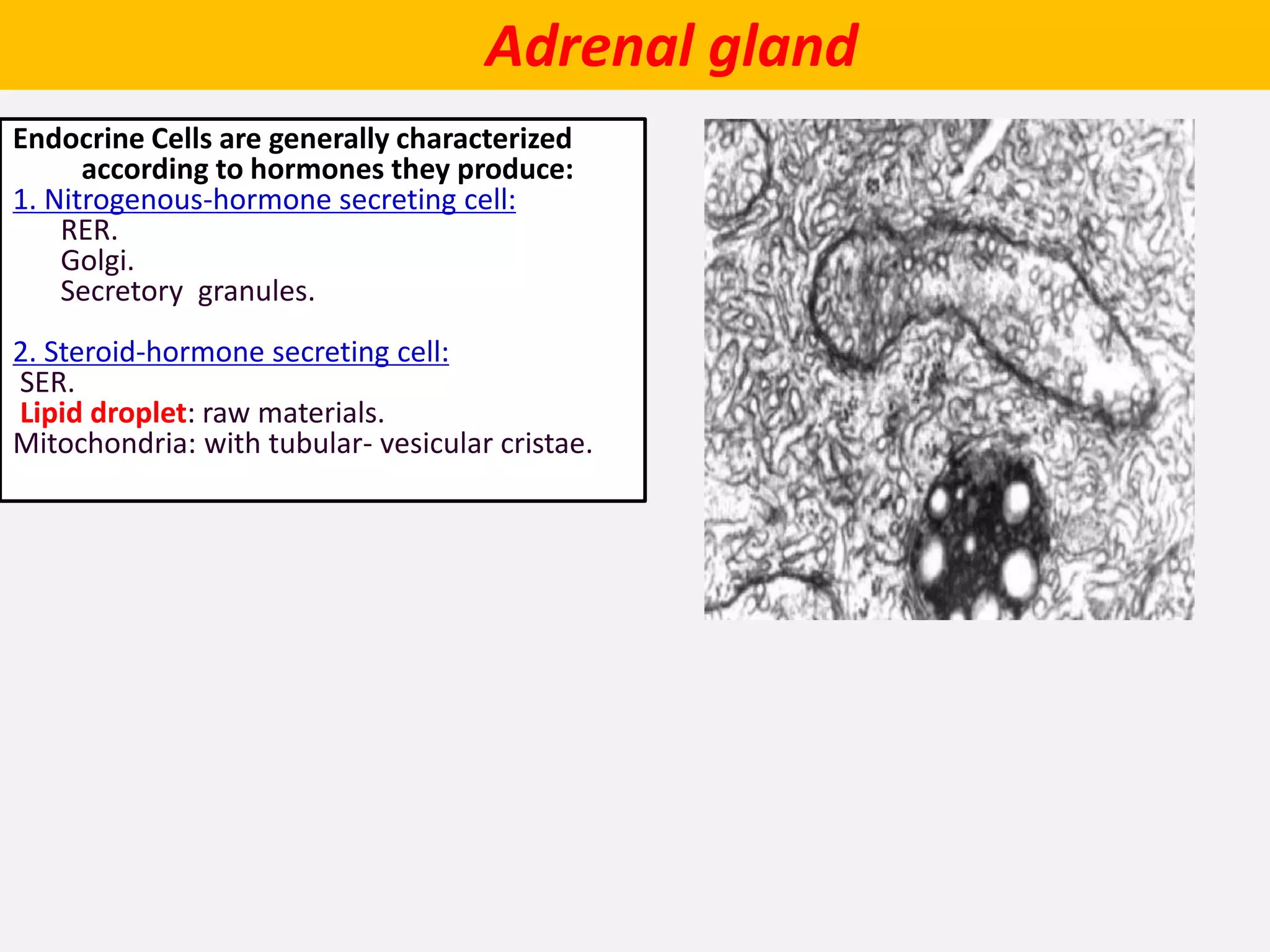 Adrenal gland
Endocrine Cells are generally characterized
according to hormones they produce:
1. Nitrogenous-hormone secreting cell:
RER.
Golgi.
Secretory granules.
2. Steroid-hormone secreting cell:
SER.
Lipid droplet: raw materials.
Mitochondria: with tubular- vesicular cristae.
 