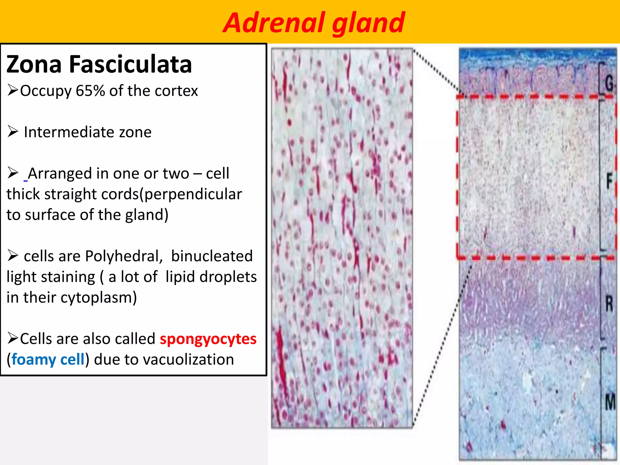 Adrenal gland
Zona Fasciculata
Occupy 65% of the cortex
 Intermediate zone
 Arranged in one or two – cell
thick straight cords(perpendicular
to surface of the gland)
 cells are Polyhedral, binucleated
light staining ( a lot of lipid droplets
in their cytoplasm)
Cells are also called spongyocytes
(foamy cell) due to vacuolization
 