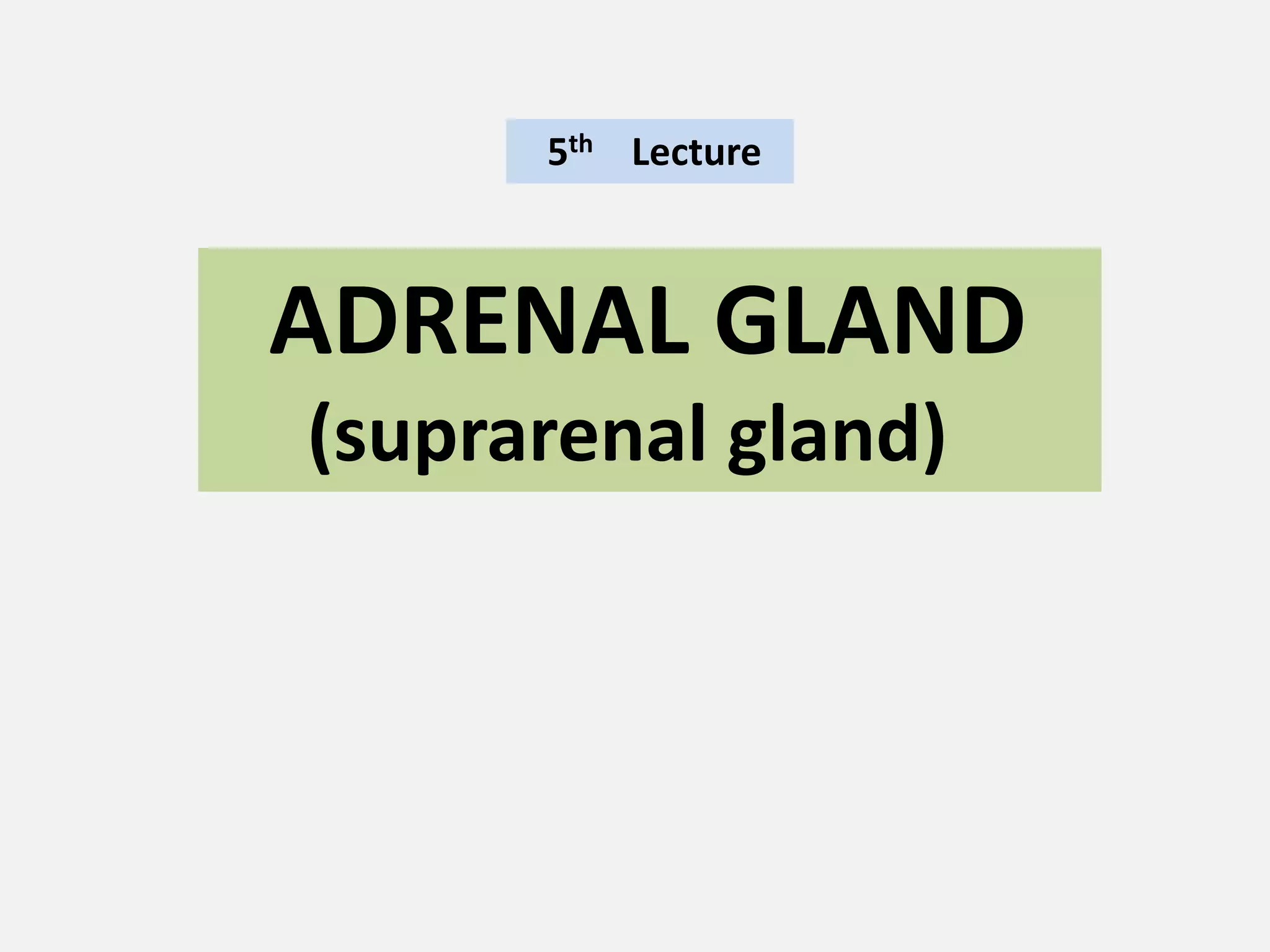 ADRENAL GLAND
(suprarenal gland)
5th Lecture
 