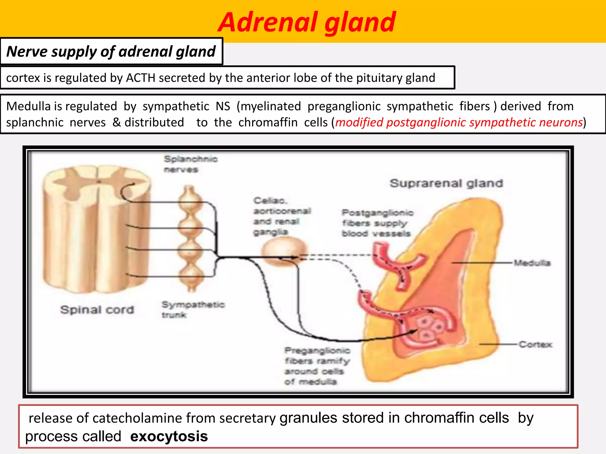 Adrenal gland
Nerve supply of adrenal gland
cortex is regulated by ACTH secreted by the anterior lobe of the pituitary gland
Medulla is regulated by sympathetic NS (myelinated preganglionic sympathetic fibers ) derived from
splanchnic nerves & distributed to the chromaffin cells (modified postganglionic sympathetic neurons)
release of catecholamine from secretary granules stored in chromaffin cells by
process called exocytosis
 