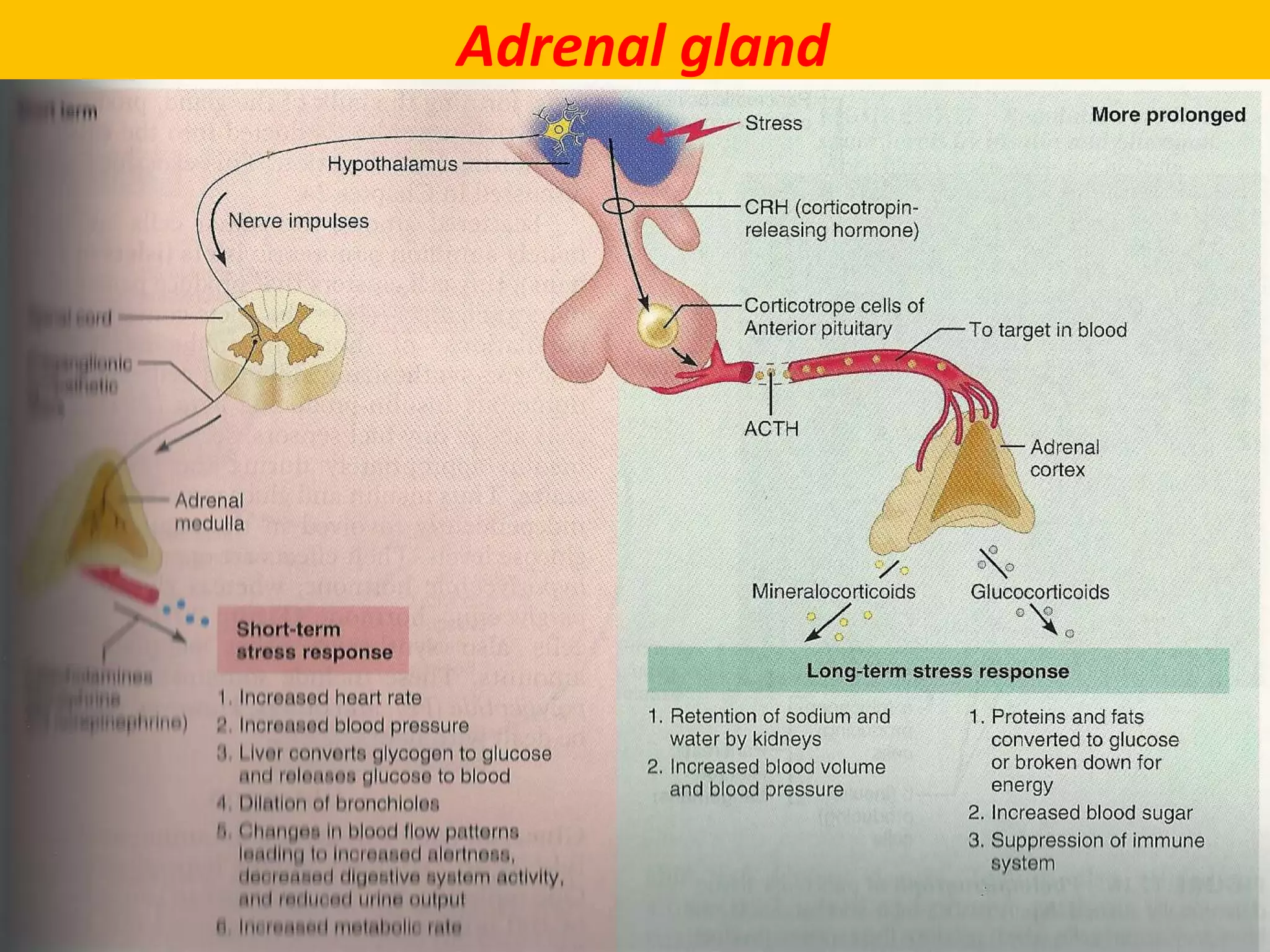 Adrenal gland
 