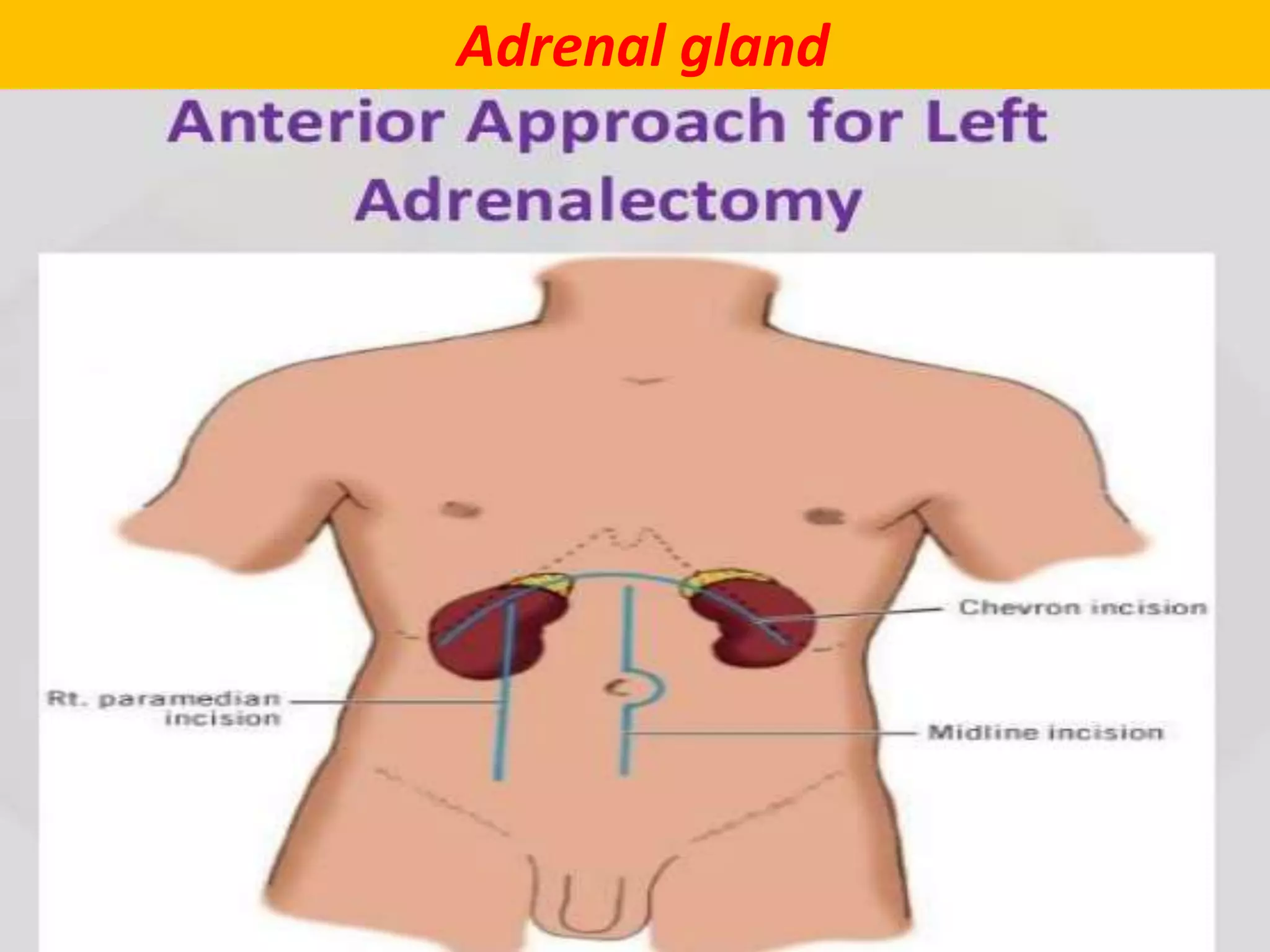 Adrenal gland
 