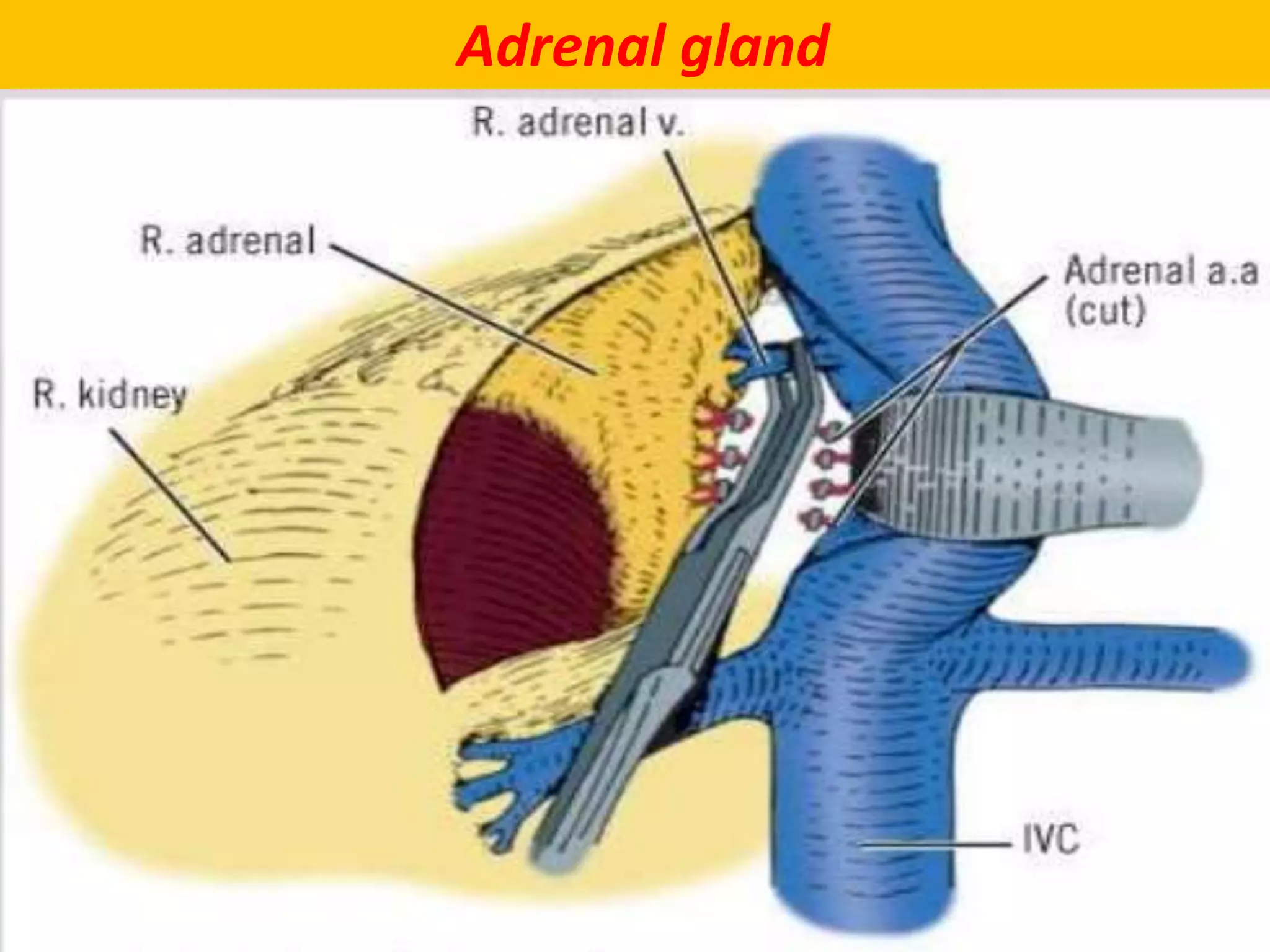Adrenal gland
 