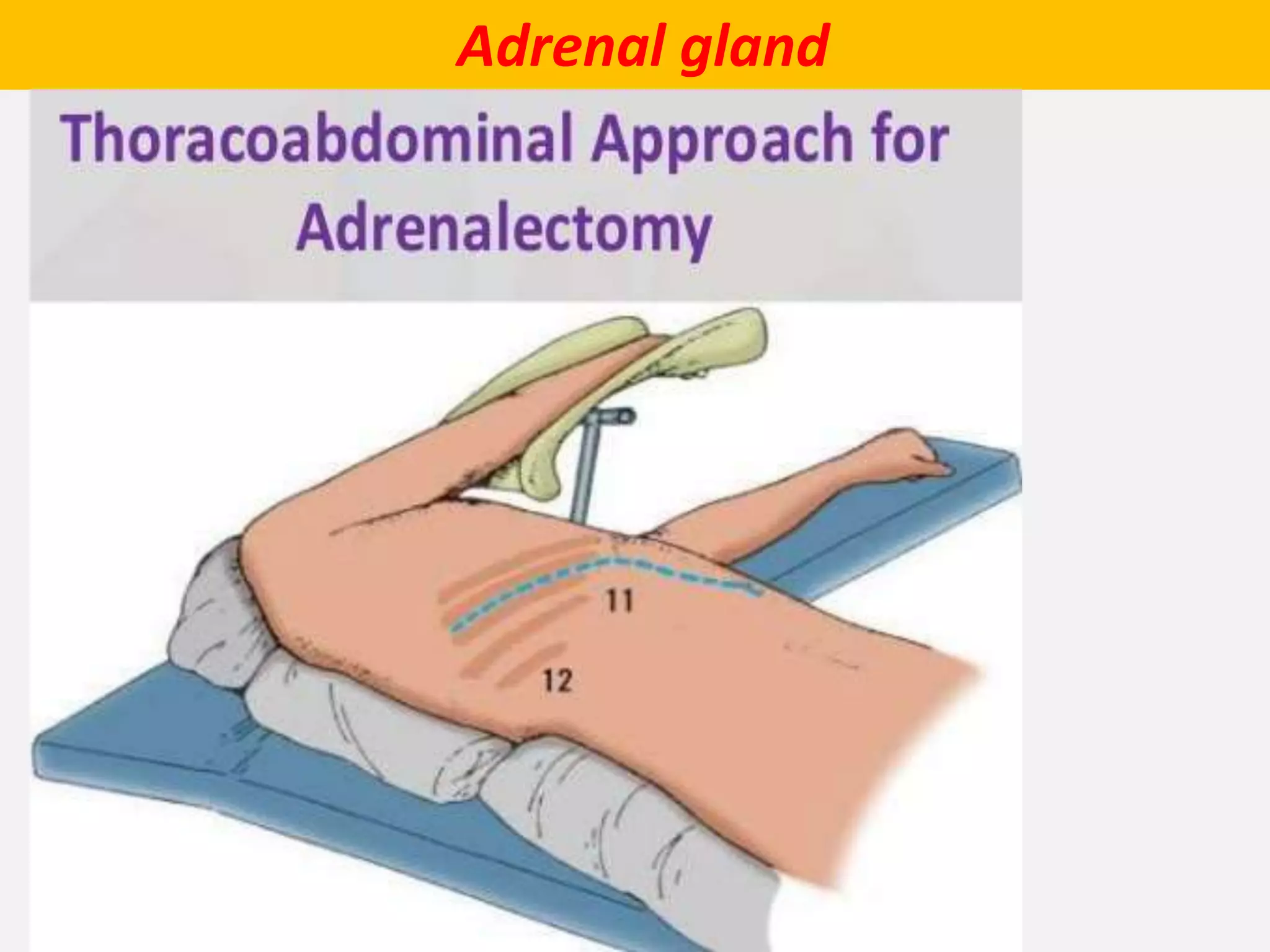 Adrenal gland
 