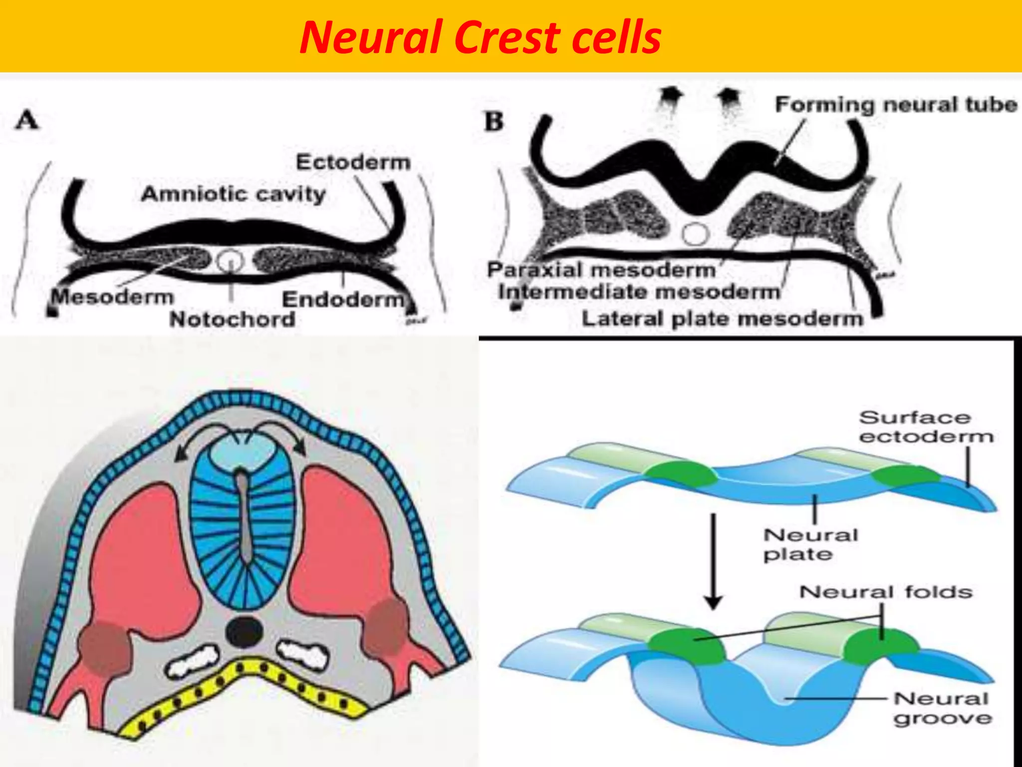 Neural Crest cells
 