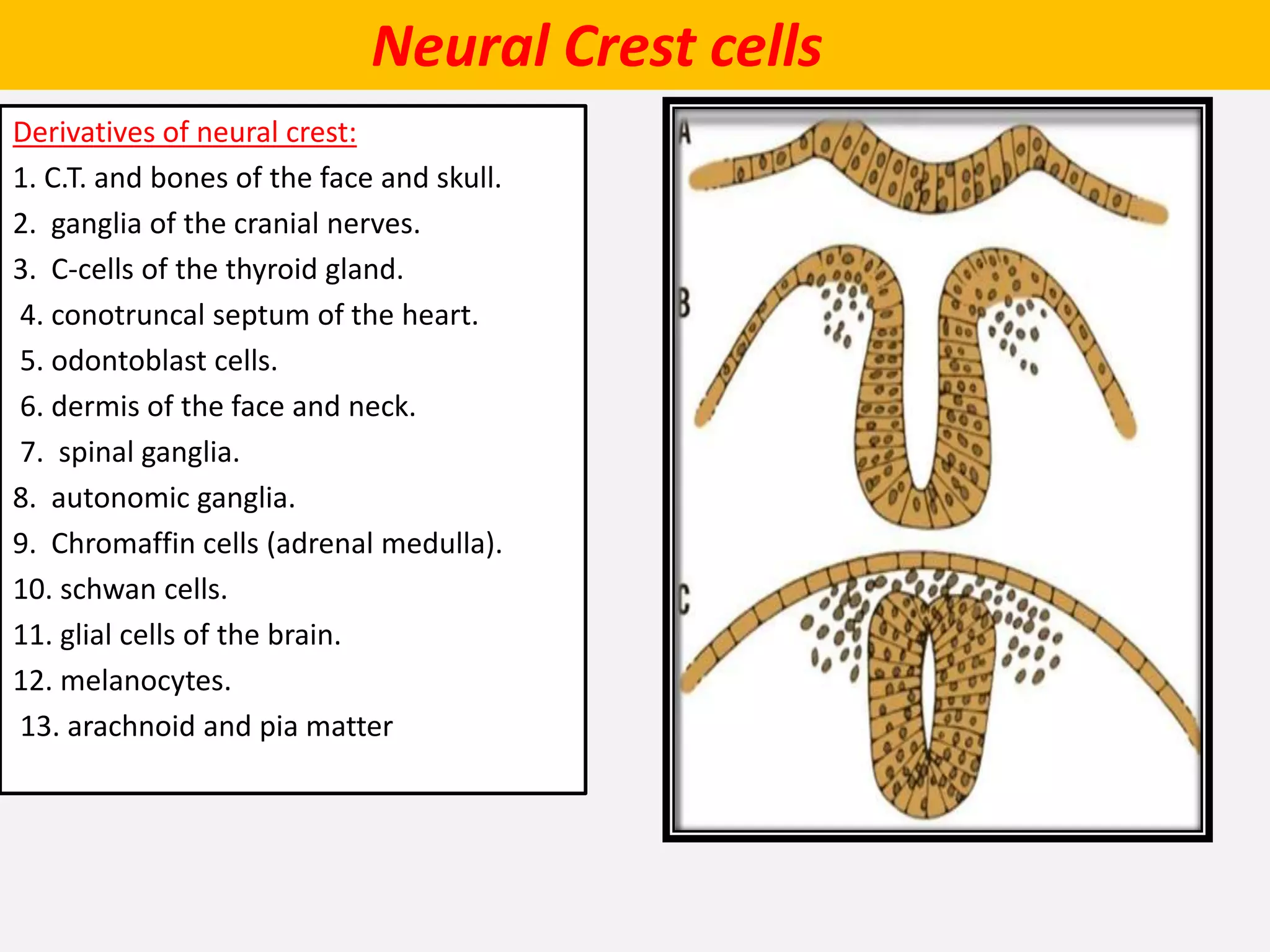 Neural Crest cells
Derivatives of neural crest:
1. C.T. and bones of the face and skull.
2. ganglia of the cranial nerves.
3. C-cells of the thyroid gland.
4. conotruncal septum of the heart.
5. odontoblast cells.
6. dermis of the face and neck.
7. spinal ganglia.
8. autonomic ganglia.
9. Chromaffin cells (adrenal medulla).
10. schwan cells.
11. glial cells of the brain.
12. melanocytes.
13. arachnoid and pia matter
 