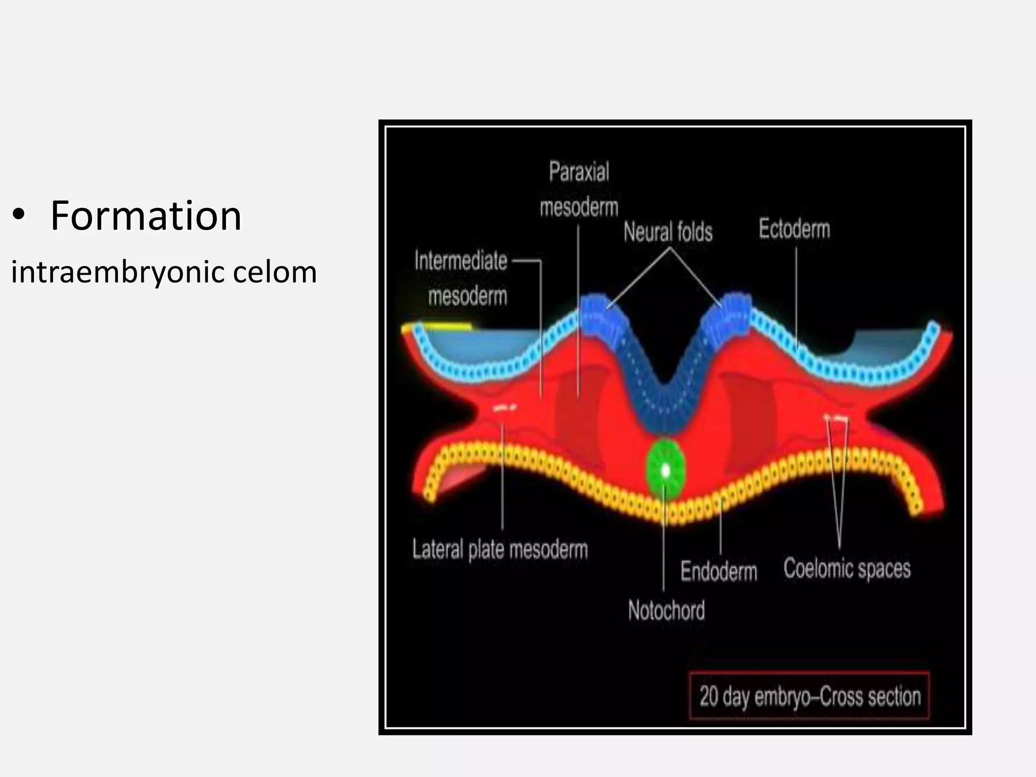 • Formation
intraembryonic celom
 