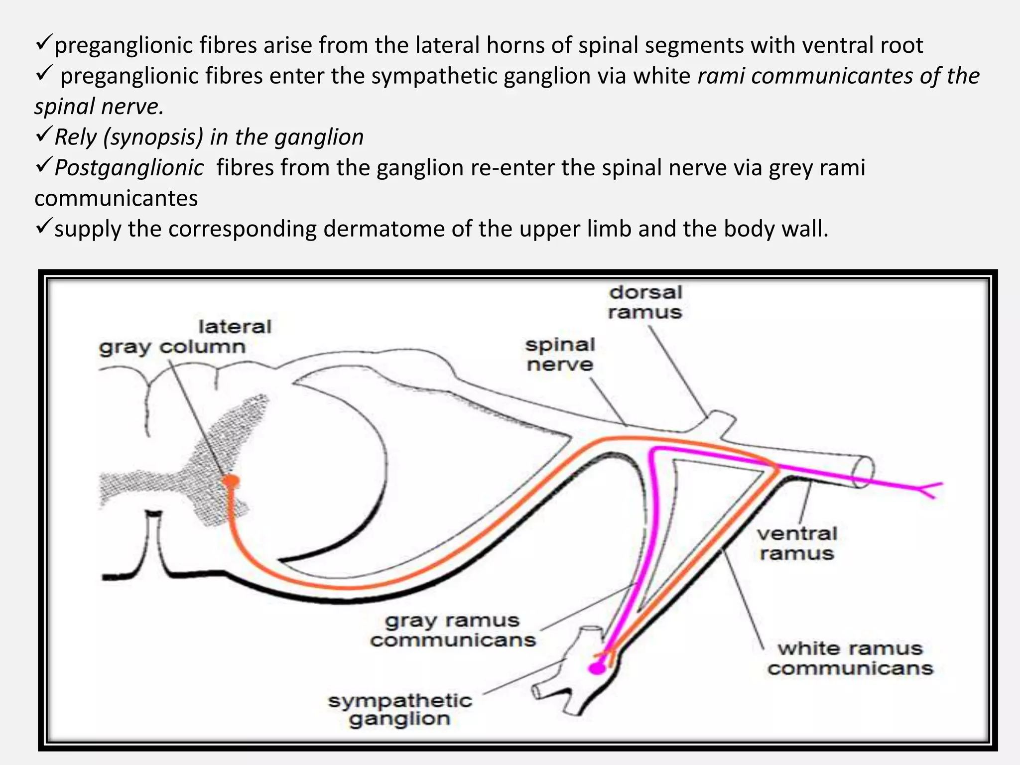 preganglionic fibres arise from the lateral horns of spinal segments with ventral root
 preganglionic fibres enter the sympathetic ganglion via white rami communicantes of the
spinal nerve.
Rely (synopsis) in the ganglion
Postganglionic fibres from the ganglion re-enter the spinal nerve via grey rami
communicantes
supply the corresponding dermatome of the upper limb and the body wall.
 
