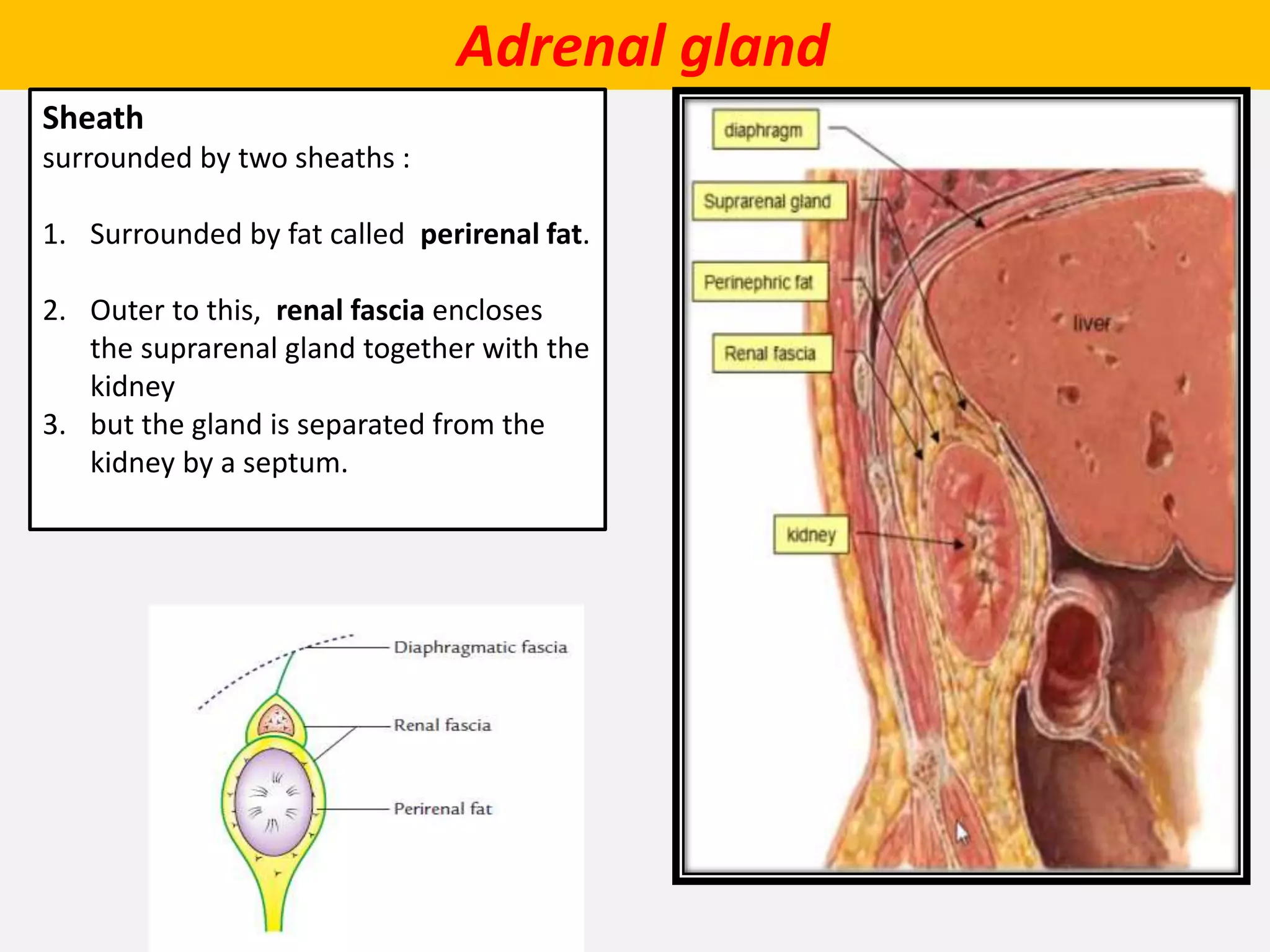 Adrenal gland
Sheath
surrounded by two sheaths :
1. Surrounded by fat called perirenal fat.
2. Outer to this, renal fascia encloses
the suprarenal gland together with the
kidney
3. but the gland is separated from the
kidney by a septum.
 