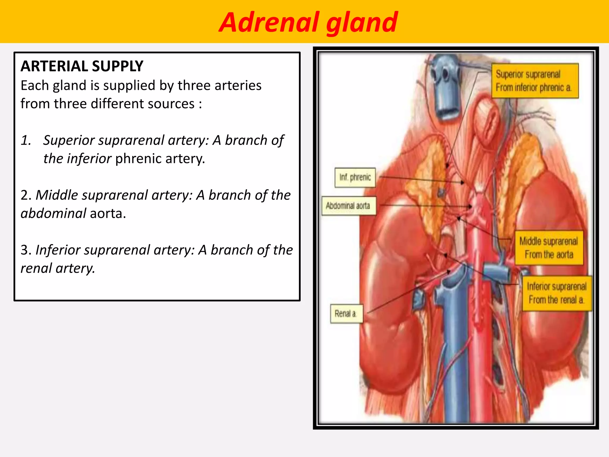 Adrenal gland
ARTERIAL SUPPLY
Each gland is supplied by three arteries
from three different sources :
1. Superior suprarenal artery: A branch of
the inferior phrenic artery.
2. Middle suprarenal artery: A branch of the
abdominal aorta.
3. Inferior suprarenal artery: A branch of the
renal artery.
 