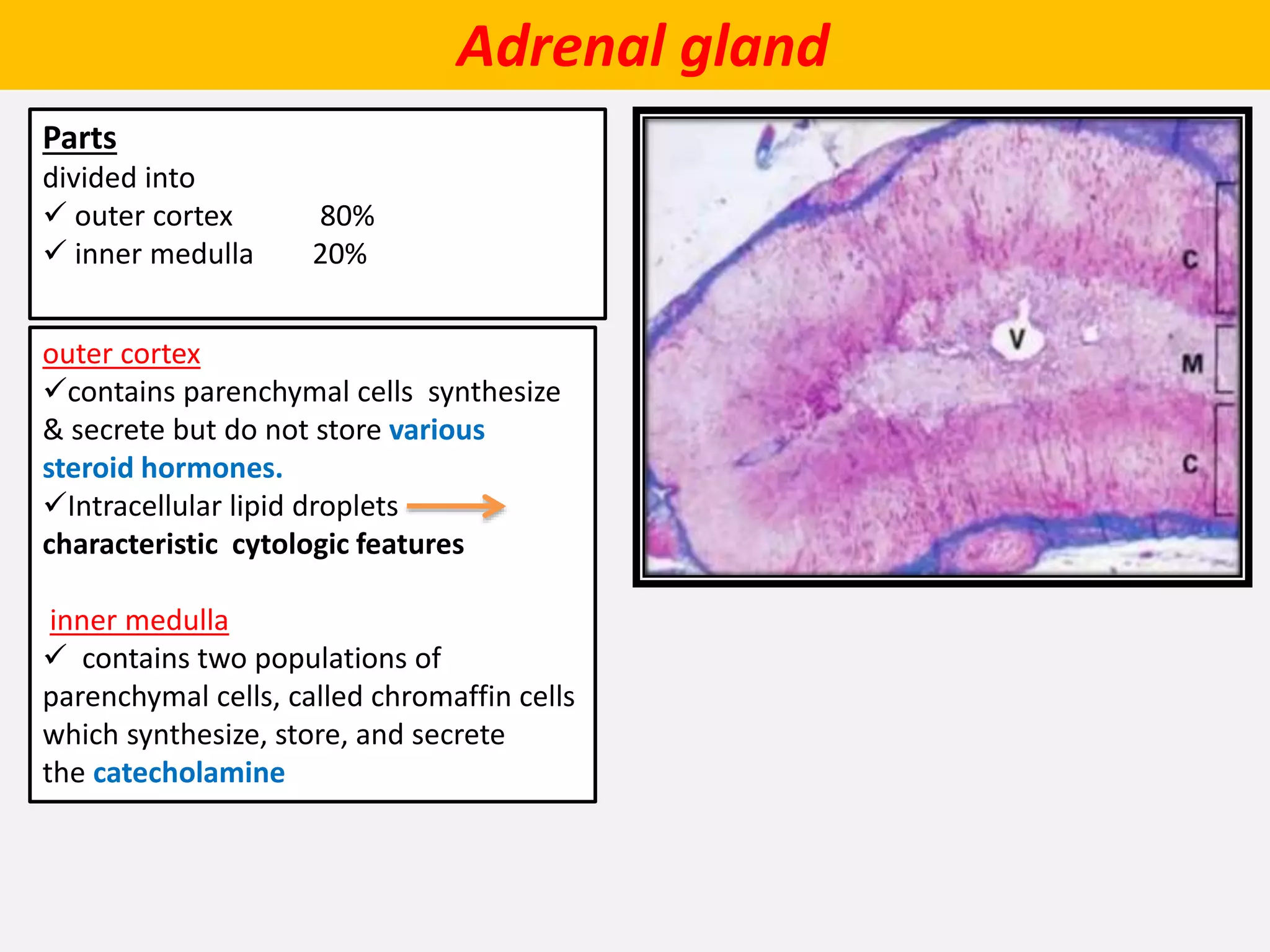 Adrenal gland
Parts
divided into
 outer cortex 80%
 inner medulla 20%
outer cortex
contains parenchymal cells synthesize
& secrete but do not store various
steroid hormones.
Intracellular lipid droplets
characteristic cytologic features
inner medulla
 contains two populations of
parenchymal cells, called chromaffin cells
which synthesize, store, and secrete
the catecholamine
 