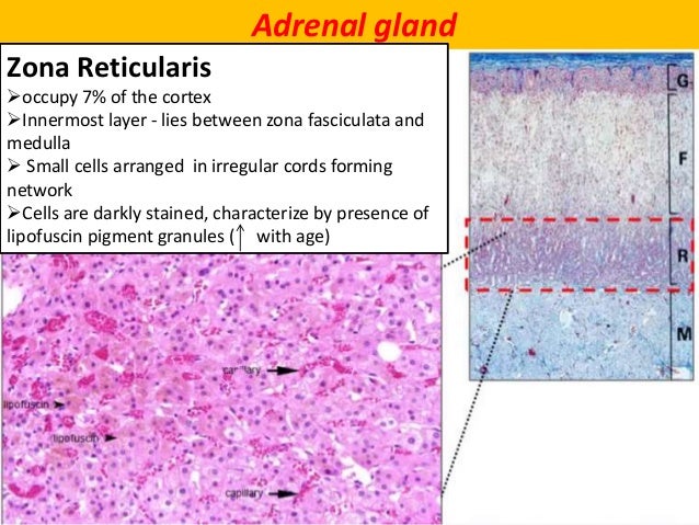 Anatomy of the adrenal gland