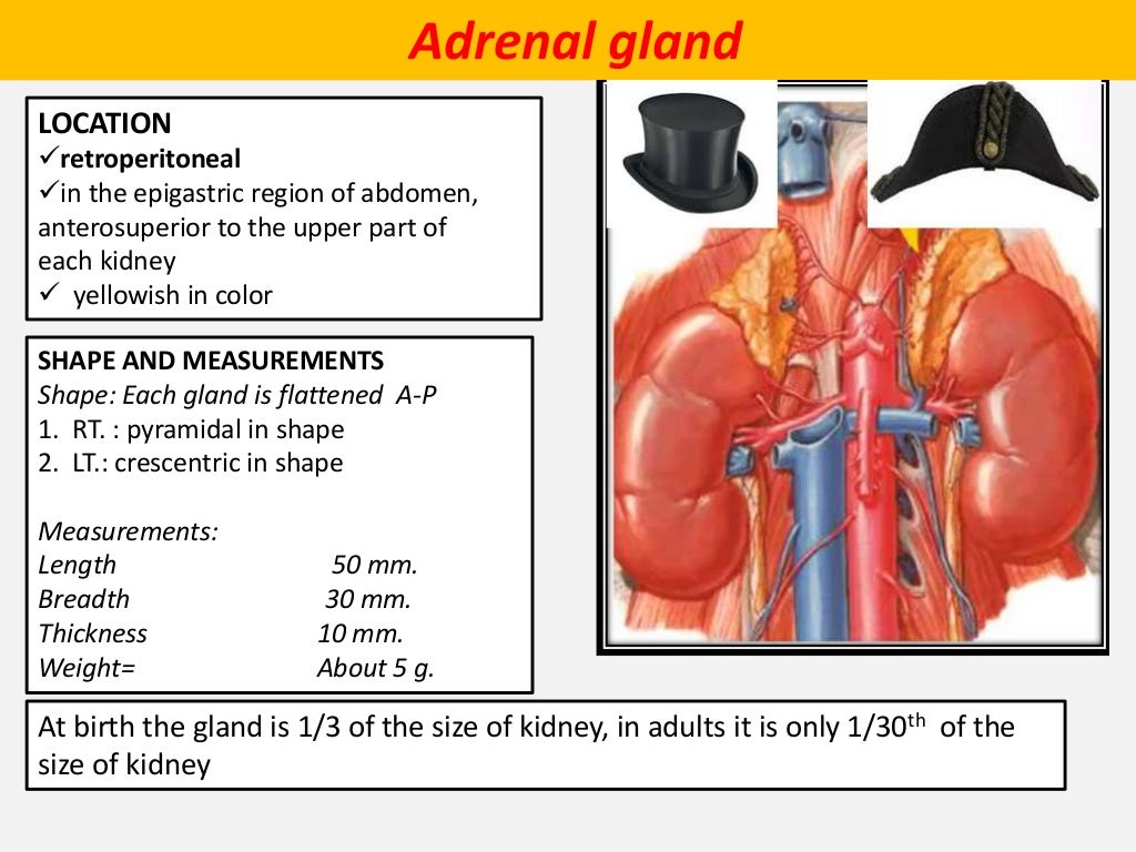 position of adrenal gland in human body position of adrenal gland in human body