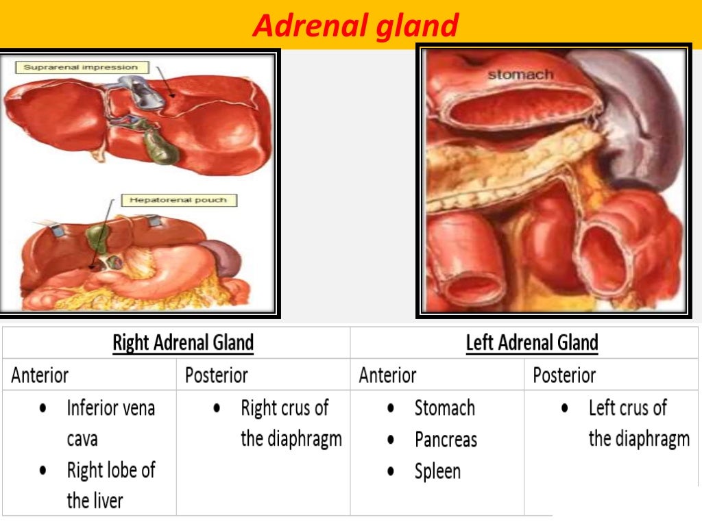 Anatomy of the adrenal gland