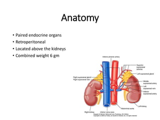 Anatomy
• Paired endocrine organs
• Retroperitoneal
• Located above the kidneys
• Combined weight 6 gm
 