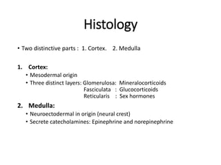 Histology
• Two distinctive parts : 1. Cortex. 2. Medulla
1. Cortex:
• Mesodermal origin
• Three distinct layers: Glomerul...
