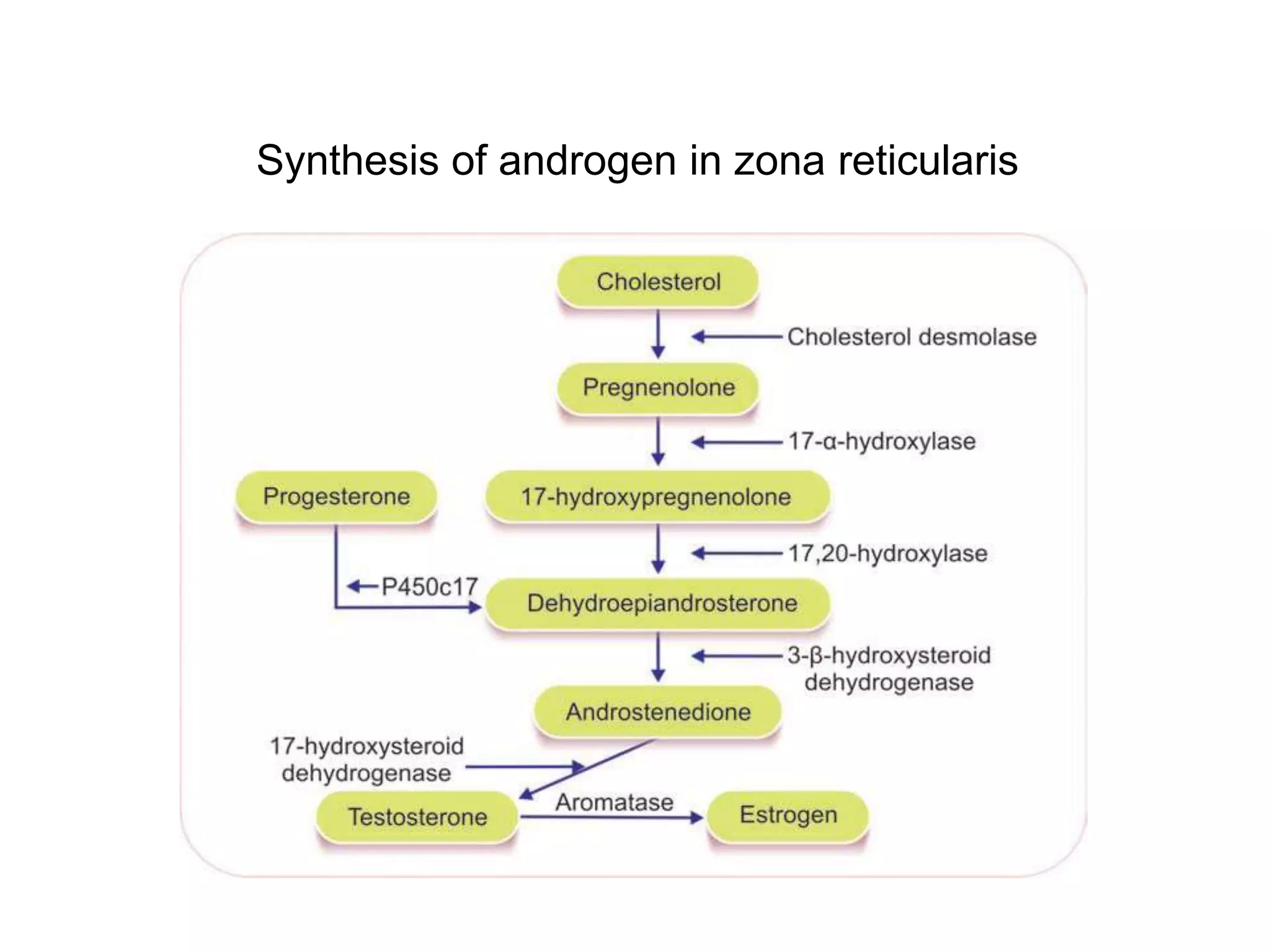 Synthesis of androgen in zona reticularis
 