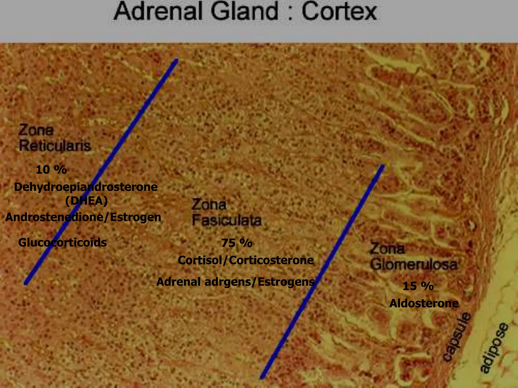 15 %
Aldosterone
75 %
Cortisol/Corticosterone
Adrenal adrgens/Estrogens
10 %
Dehydroepiandrosterone
(DHEA)
Androstenedione/Estrogen
Glucocorticoids
 