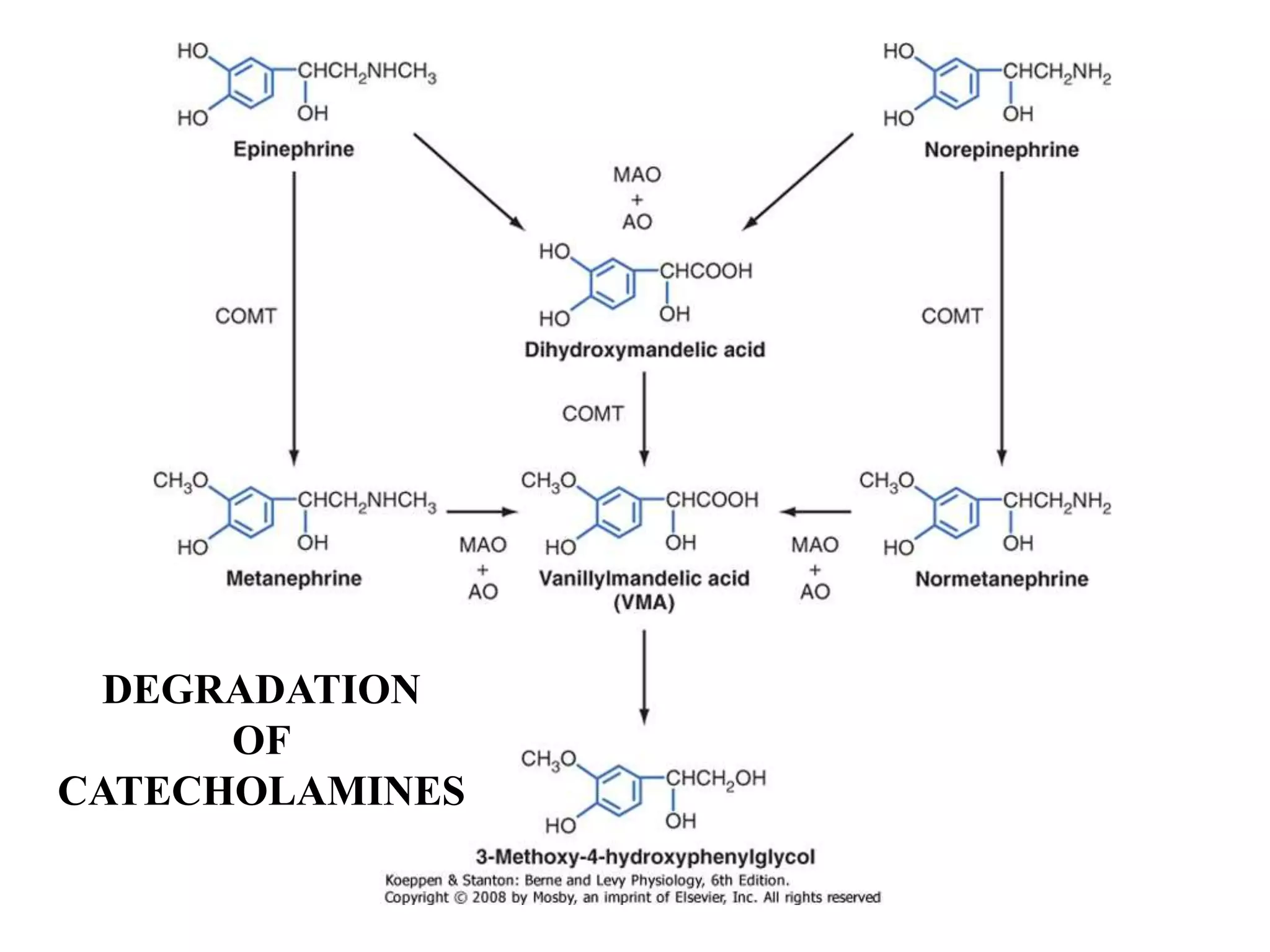 DEGRADATION
OF
CATECHOLAMINES
 