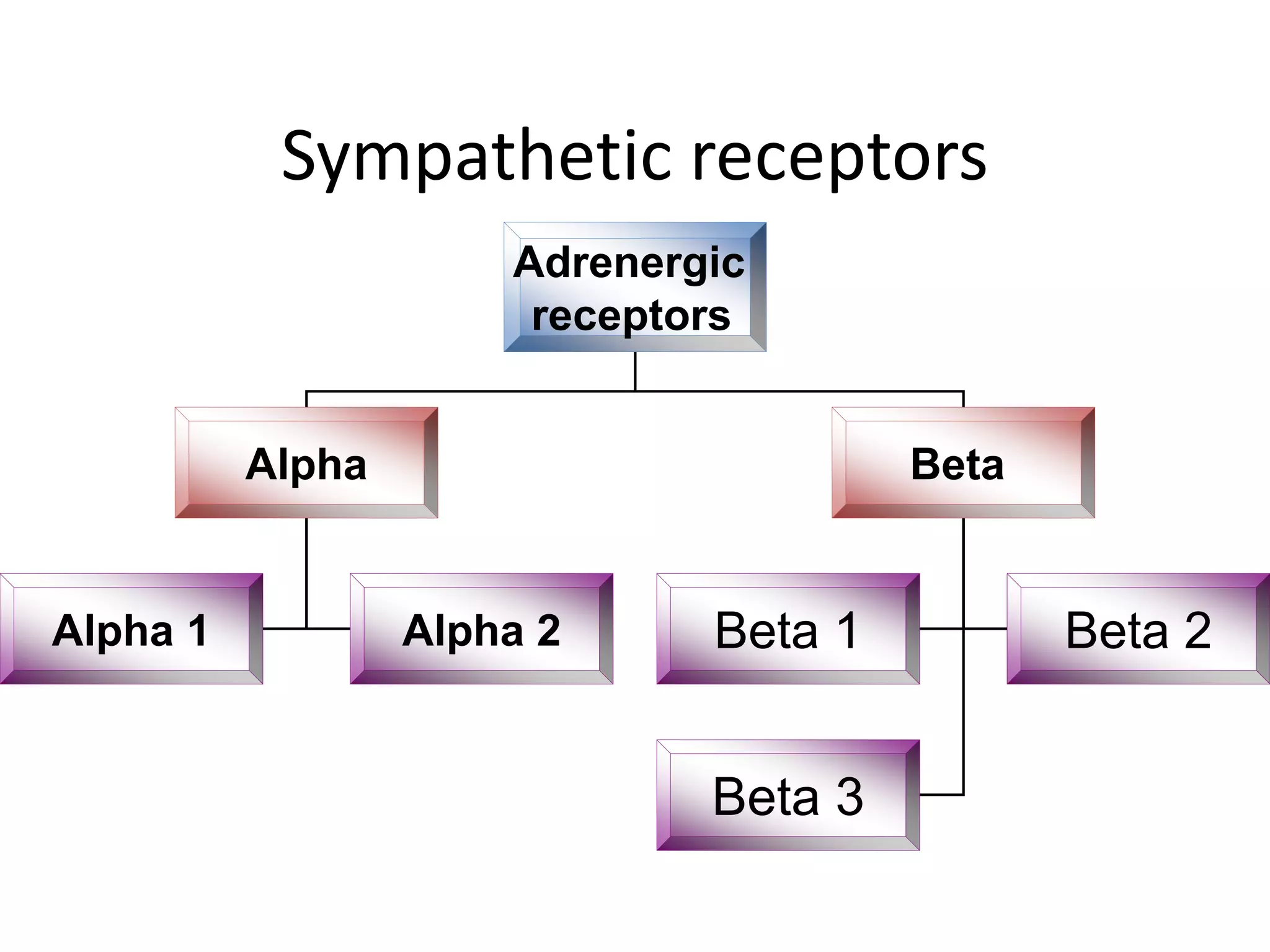 Sympathetic receptors
Adrenergic
receptors
Alpha Beta
Alpha 1 Alpha 2 Beta 1
Beta 3
Beta 2
 