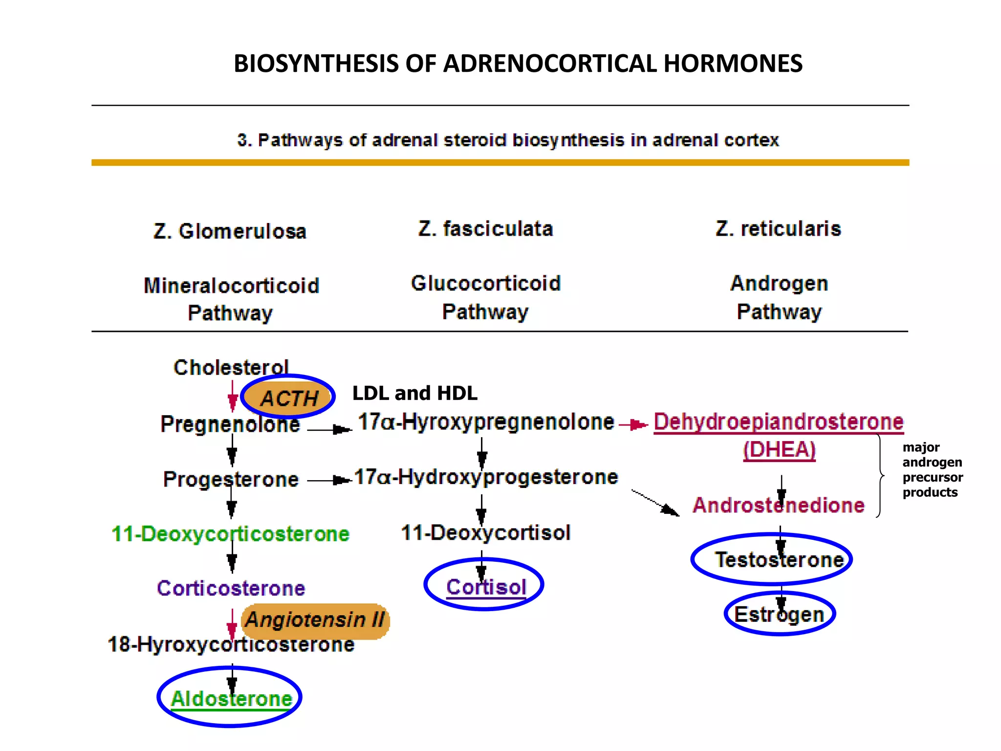 BIOSYNTHESIS OF ADRENOCORTICAL HORMONES
LDL and HDL
major
androgen
precursor
products
 