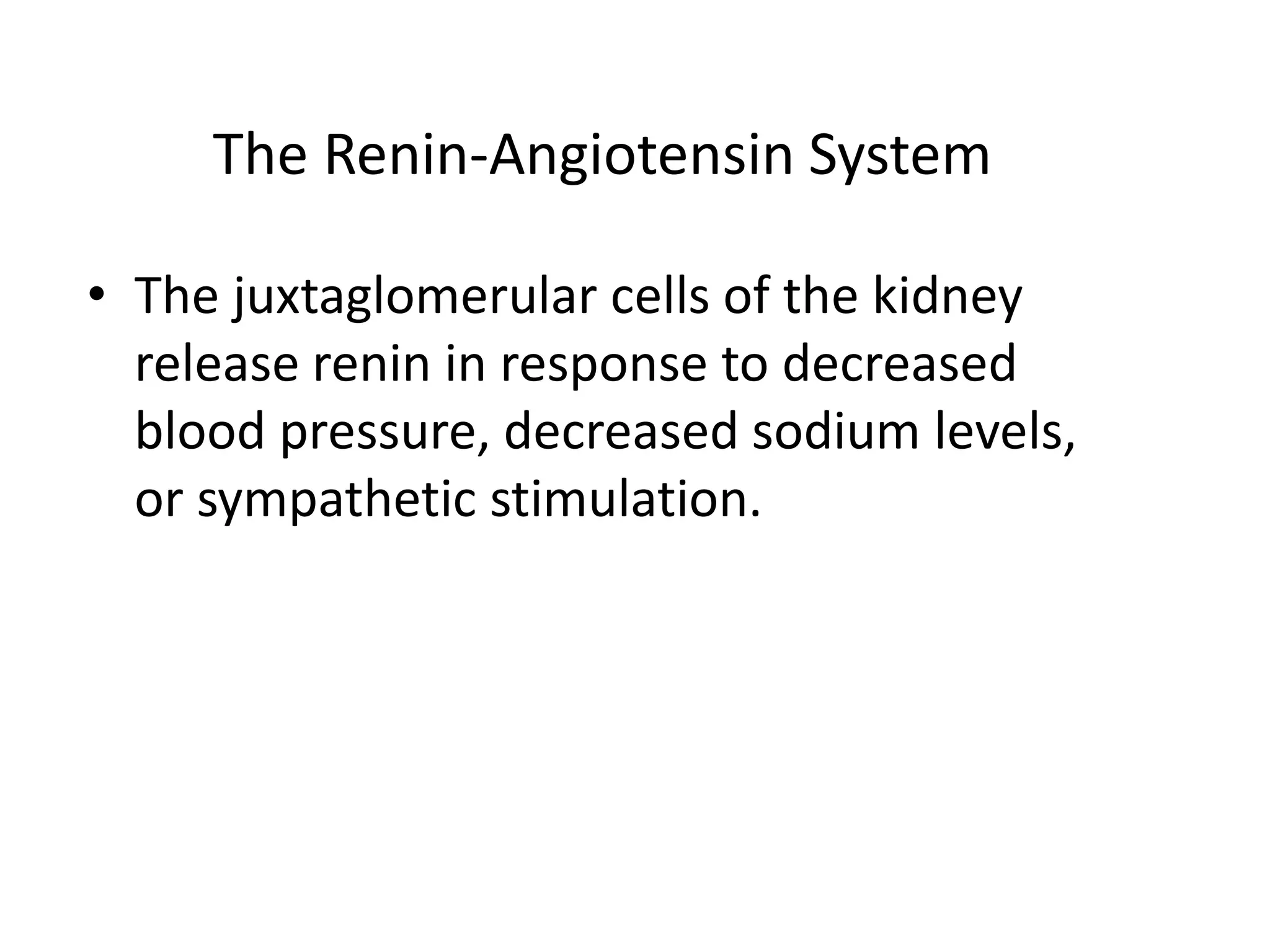 The Renin-Angiotensin System
• The juxtaglomerular cells of the kidney
release renin in response to decreased
blood pressure, decreased sodium levels,
or sympathetic stimulation.
 